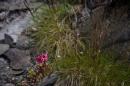 nature alpine 041 * 4368 x 2912 * (5.6MB)